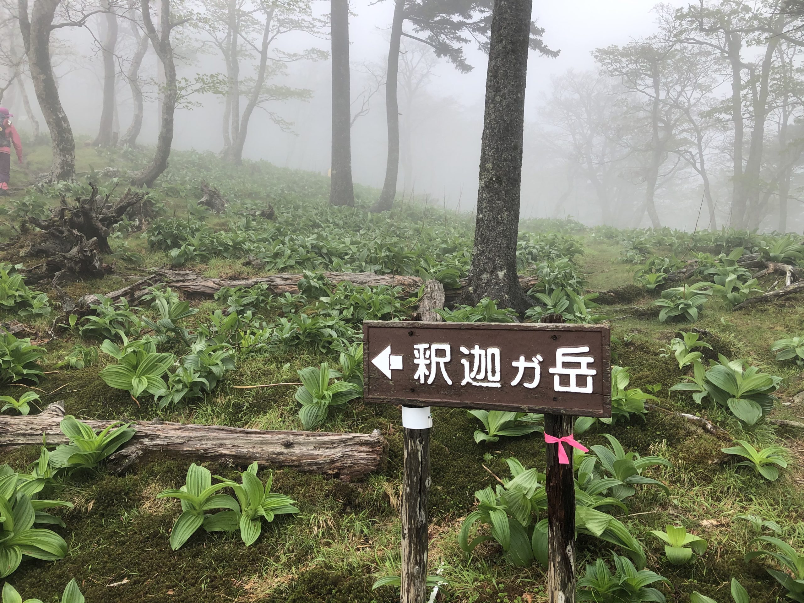 5月22日　雨後の釈迦ヶ岳