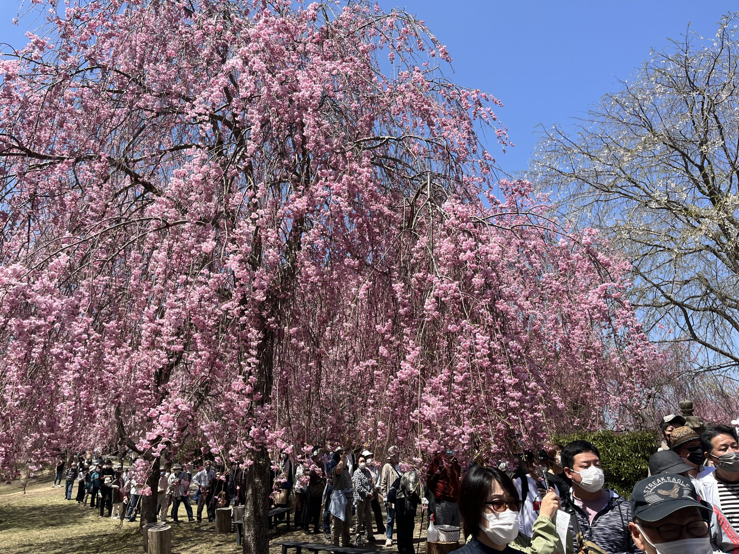 天空の庭　高見の郷＆仏隆寺千年桜＆タケノコ掘り体験
