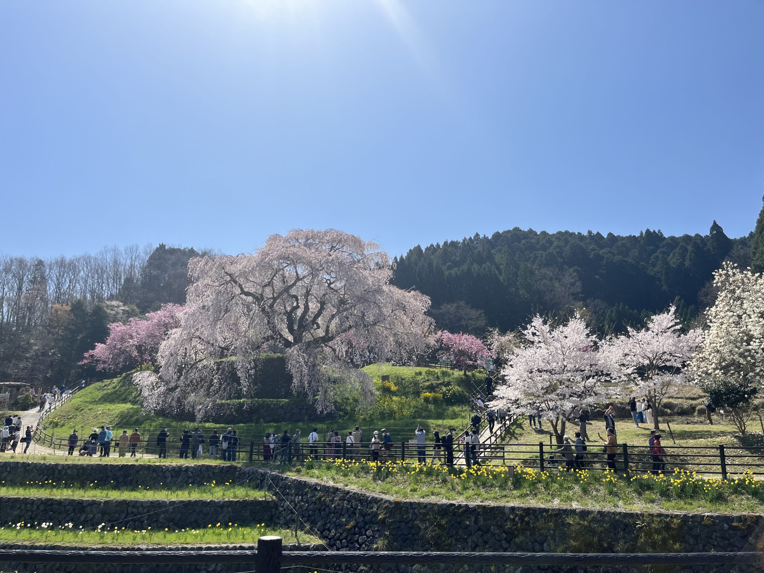 お花見＆タケノコ掘りツアー in 奈良