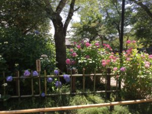 矢田寺あじさい園が開園します❗