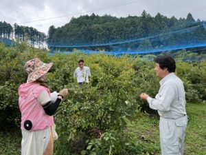 ブローベリー狩り体験 in 宇陀