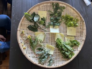 【受注型】山菜狩り＆タケノコ掘り体験ツアー