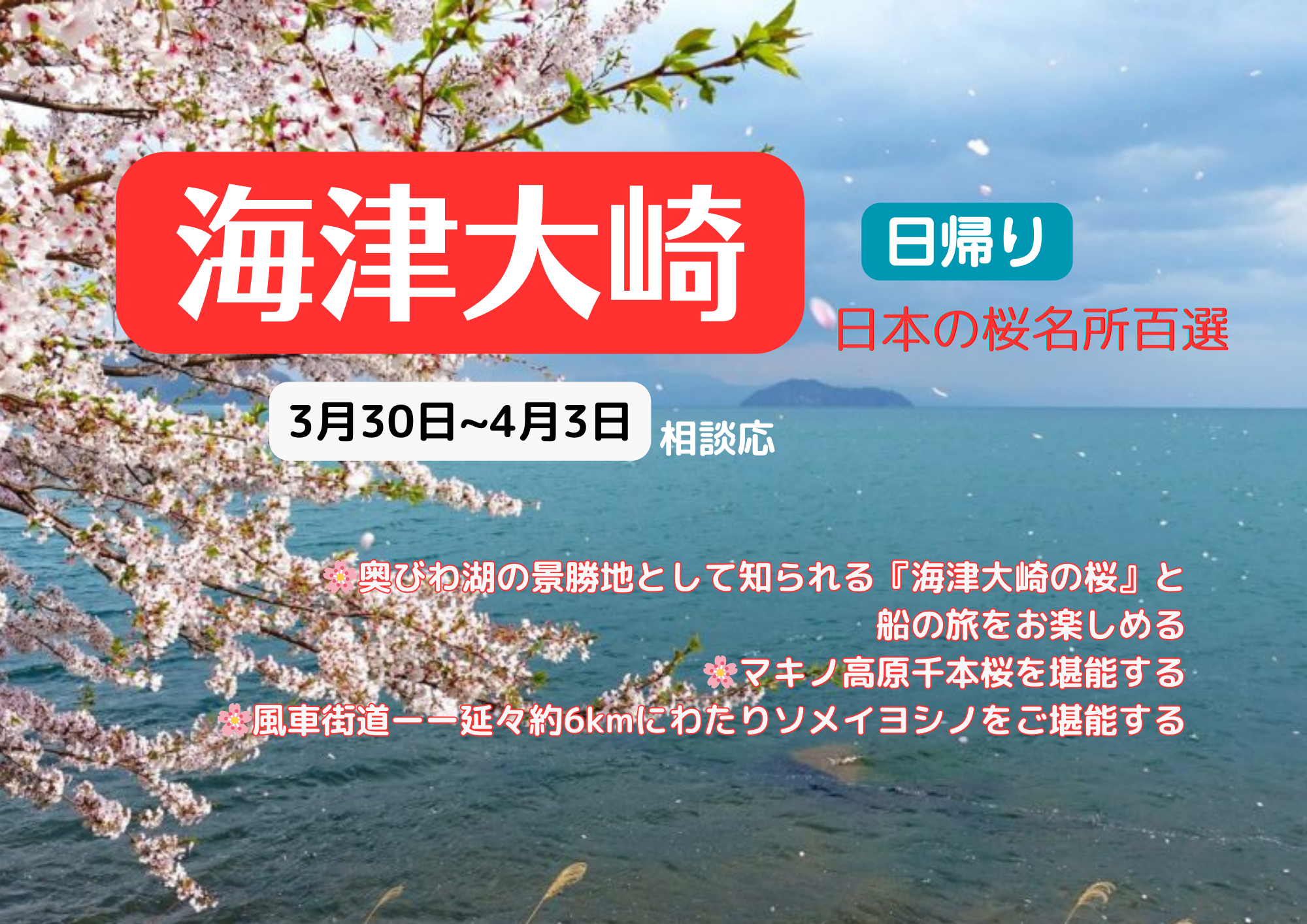 琵琶湖湖西「桜の名所」を巡るツアー